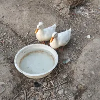 دو عدد اردک 3ماهه نژاد گوشتی