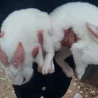 خرگوش سفید معاوضه با کبوتر|موش و خرگوش|نورآباد ممسنی, |دیوار