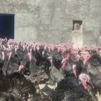 بوقلمون برنز سینه پهن و بوربون