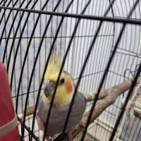 عروس هلندی|پرنده|پلدشت, |دیوار