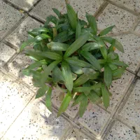 گلهای طبیعی