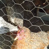 مرغ تخمگذار|حیوانات مزرعه|کهریزک, |دیوار