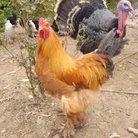 مرغ و خروس برهما برای فروش