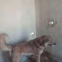 قدجونی نگهبان|سگ|شیراز, شهرک ویلایی بهاران|دیوار