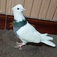 کفتر صید طوقی