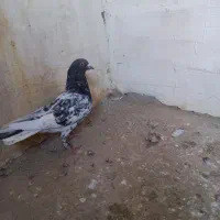 طوقی سیاه نر،ساده سبز نر،کله بادمجان نر|پرنده|قوچان, |دیوار