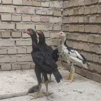 جوجه لاری اصیل