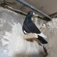 پلاکی جنگی|پرنده|شیراز, عادل آباد|دیوار