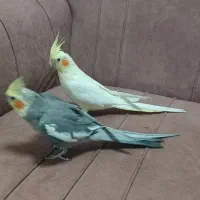 جفت عروس هلندی مولد همراه با قفس و لانه