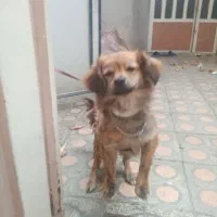 جهت جفتگیری ماده