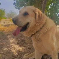 پژدر 13ماه قد 90وزن 70