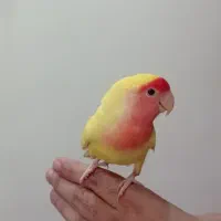 معاوضه با برزیلی ماده