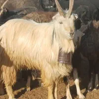 یک راس بزغاله|حیوانات مزرعه|قلعه نو, |دیوار