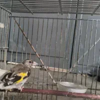 سهره نر|پرنده|اصفهان, محله سفلی|دیوار