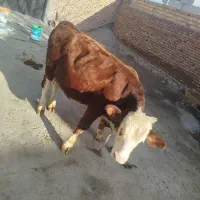 گاو نر|حیوانات مزرعه|نظر کهریزی, |دیوار