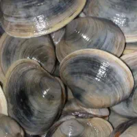 کالنگ