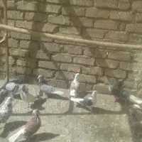 نر ماده پرشی خال قدیم