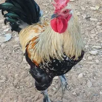 خروس محلی اصل و مرغ کرچ|حیوانات مزرعه|شیراز, شهرک گلستان|دیوار