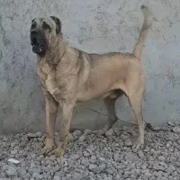 سگ ژرمن +سراب نگهبان فول|سگ|بندر انزلی, جفرود پایین|دیوار