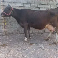 (گوساله یا گاو آبستن نژاد سیمینتال شیری گاوداری)