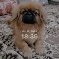 سگ پکینز اصل جنسیت نر، معاوضه با گوشی|سگ|تربتحیدریه, پائین ولایت|دیوار