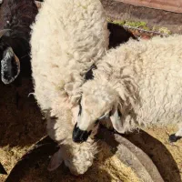 بره فروشی|حیوانات مزرعه|قائن, |دیوار