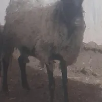 میش بره رومانف