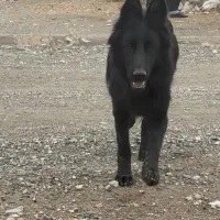 ژرمن شپرد اصیل مشکی ۸ ماهه|سگ|کرمانشاه, |دیوار