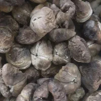 انجیر خندان ارگانیک و انجیر تیزابی