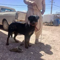سگ روتوایلر
