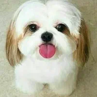 سگ سایز صفر سوپر فلت. گرید AAA+