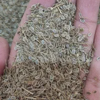 بذر شوید خارجی