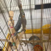 جوجه عروس هلندی ۱ماهه