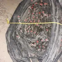 ۲۰۰متر
