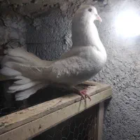 کبوتر. دم چتری