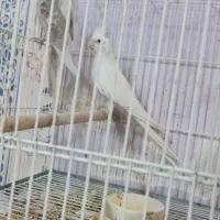 عروس هلندی مولد البینو و دوکت جفت حلقه پا