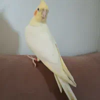 عروس هلندی|پرنده|ری, سیزده آبان|دیوار