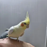 فروش عروس هلندی