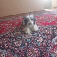 گمشده
