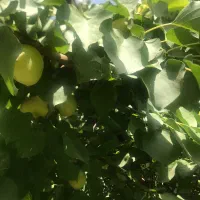 ویلا-سند-تک-برگ-در-سهیلیه-کرج