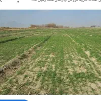 اجاره 95جریب زمین کشاورزی