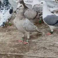 یه دسته دورگ دزفول اول متن رو بخون