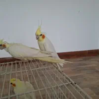 عروس هلندی