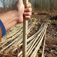 پخش تمامی نهالهـا|خدمات باغبانی و درختکاری|نمشیر, |دیوار