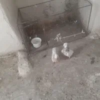 طوقی هفت رنگ