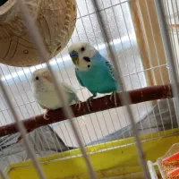 اسباب بازی بچه مرغ عشق