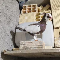 پیسه نر جوان|پرنده|شوشتر, |دیوار