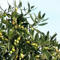 پیش فروش نهال زیتون ماری شناسه دار