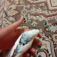 مرغ عشق