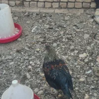 خروس گوشتی|حیوانات مزرعه|کاشان, طاهرآباد|دیوار